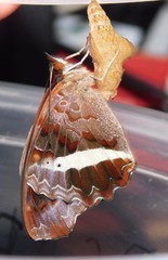 Eurytela hiarbas angustata