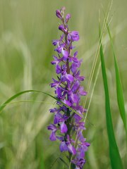 Anacamptis palustris