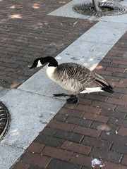 Branta canadensis
