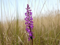 Anacamptis palustris