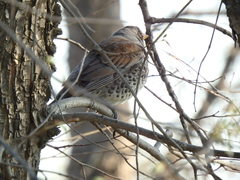 Turdus pilaris