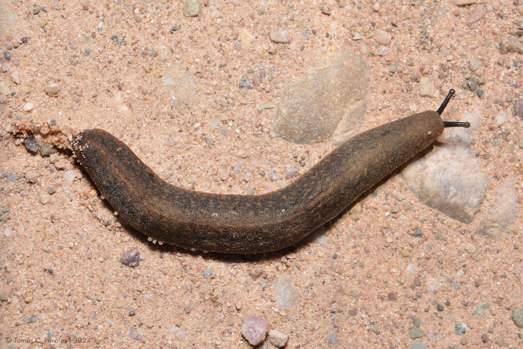 Angustipes difficilis