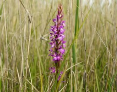 Anacamptis palustris