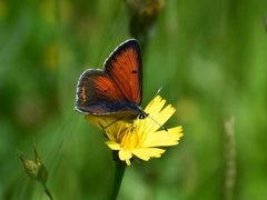 Lycaena hippothoe