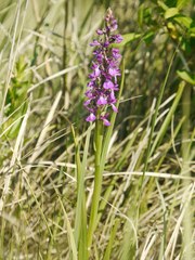 Anacamptis palustris