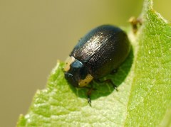 Chrysomela collaris