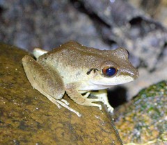 Pristimantis conspicillatus