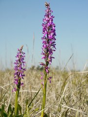 Anacamptis palustris