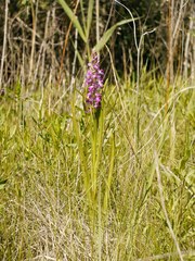 Anacamptis palustris