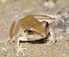 Pristimantis conspicillatus
