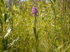 Anacamptis palustris