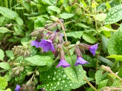 Pulmonaria saccharata