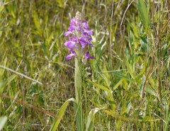 Anacamptis palustris