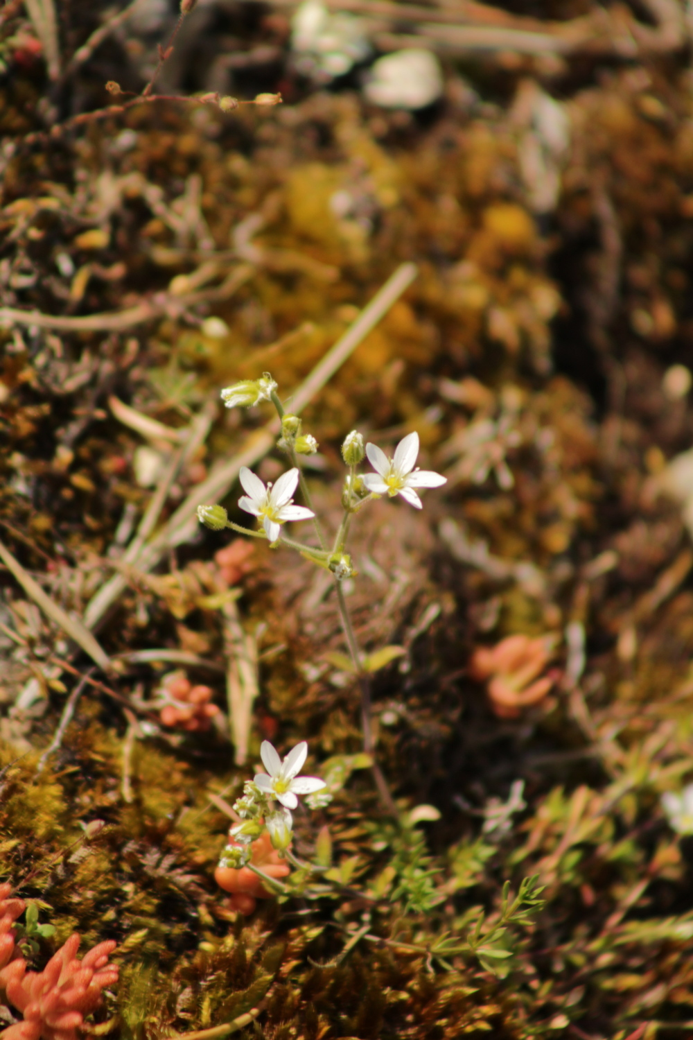 Cadi Sandwort (Arenaria ligericina)