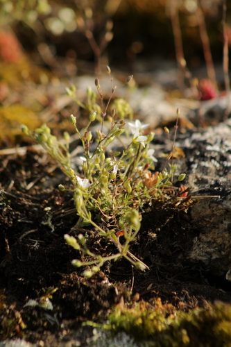 Image of Arenaria ligericina by (c) marius, some rights reserved (CC BY)