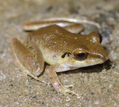 Pristimantis conspicillatus