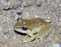 Pristimantis variabilis