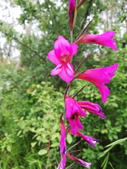 Gladiolus communis byzantinus