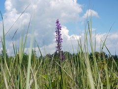 Anacamptis palustris