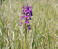 Anacamptis palustris