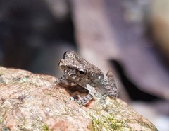 Pristimantis lanthanites