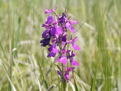 Anacamptis palustris
