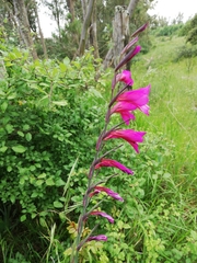 Gladiolus communis byzantinus