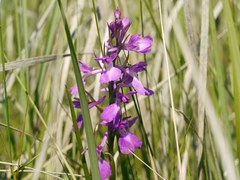Anacamptis palustris