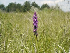 Anacamptis palustris
