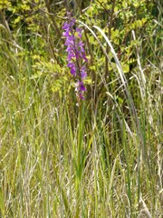 Anacamptis palustris