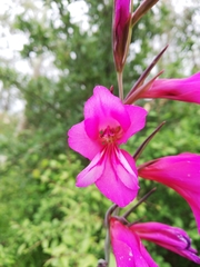 Gladiolus communis byzantinus