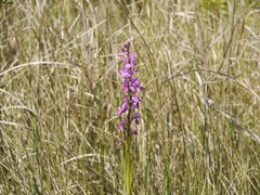 Anacamptis palustris