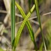 Southern Adder's-Tongue - Photo (c) Roman, some rights reserved (CC BY), uploaded by Roman