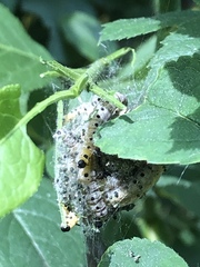 Yponomeuta cagnagella