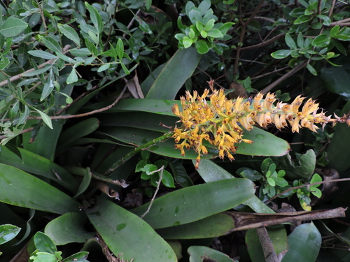 Image of Aechmea caudata by (c) Fabrício Mil Homens Riella, some rights reserved (CC BY)