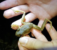 Pristimantis conspicillatus