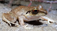 Pristimantis conspicillatus