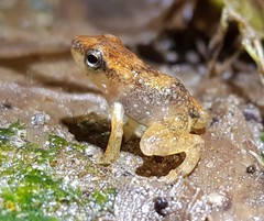 Hyloxalus bocagei