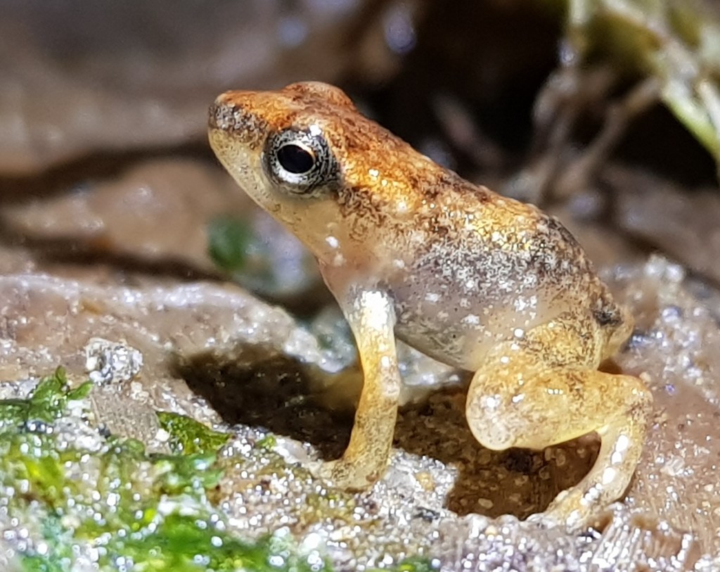 Bocage's Rocket Frog