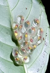 Centrolenidae
