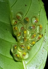 Centrolenidae