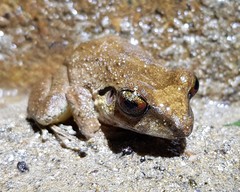 Pristimantis conspicillatus