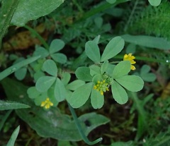 jetel pochybný (Trifolium dubium): původ a využití — fotografie 2