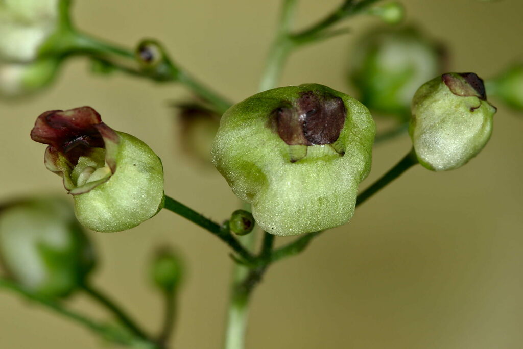 figwort gall midge