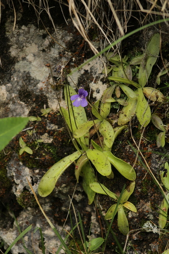 Pinguicula caussensis (Pinguicula caussensis)