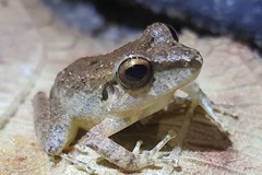 Pristimantis conspicillatus