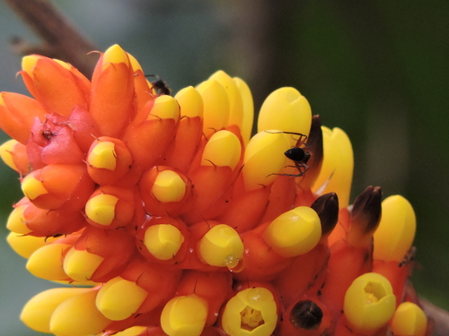 Aechmea comata (Aechmea comata)