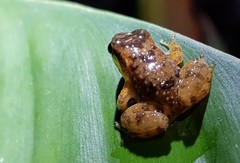 Hyloxalus bocagei