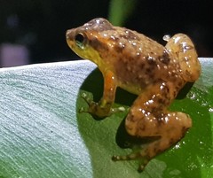 Hyloxalus bocagei
