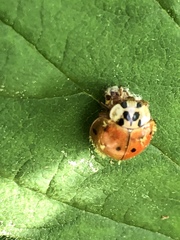 Dinocampus coccinellae paralysis virus